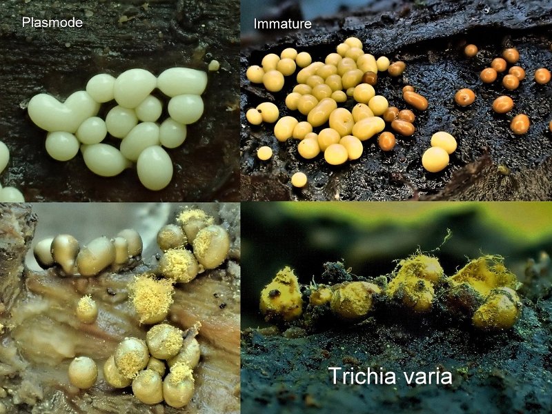 Trichia varia-amf1837-2.jpg - Trichia varia ; Syn1: Stemonitis varia ; Syn2: Trichia olivacea ; Non français: Trichie variable